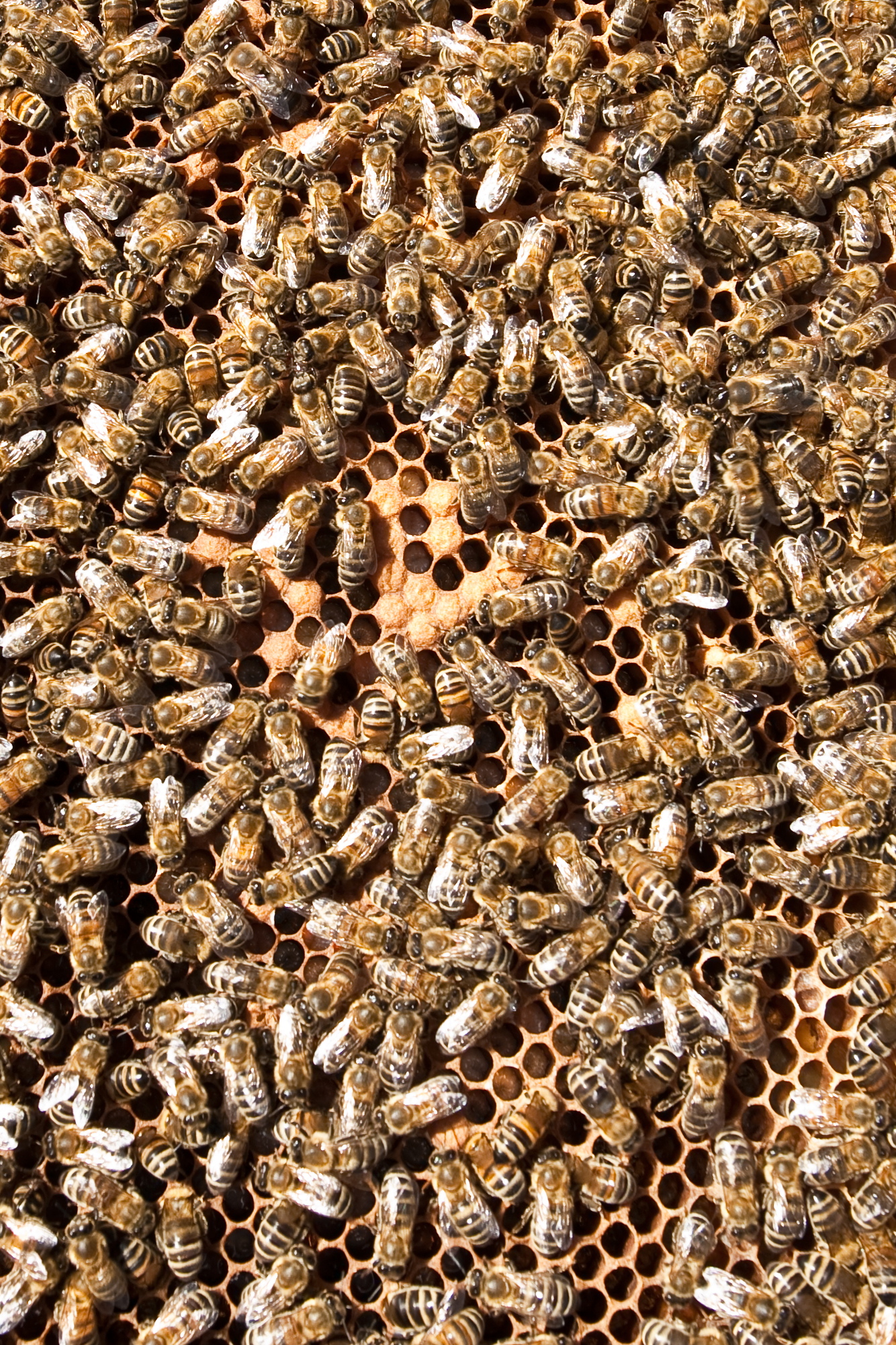Las abejas, en peligro